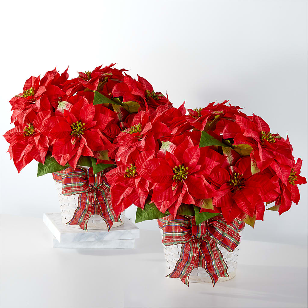 Happiest Holidays Poinsettia Bundle – The Bloom Centre, Houston TX