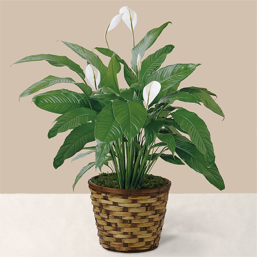 Tranquil Moments Peace Lily Plant – The Bloom Centre, Houston TX