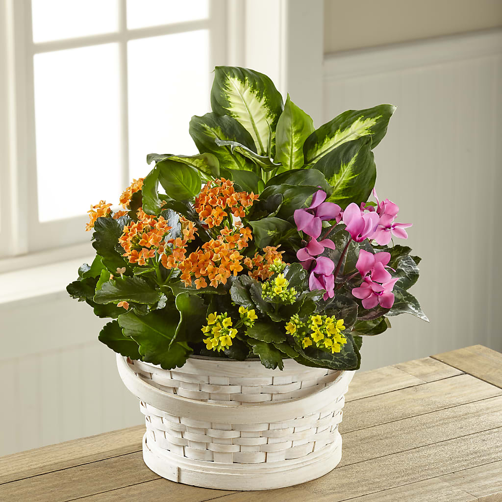 Color Crush Dishgarden – The Bloom Centre, Houston TX