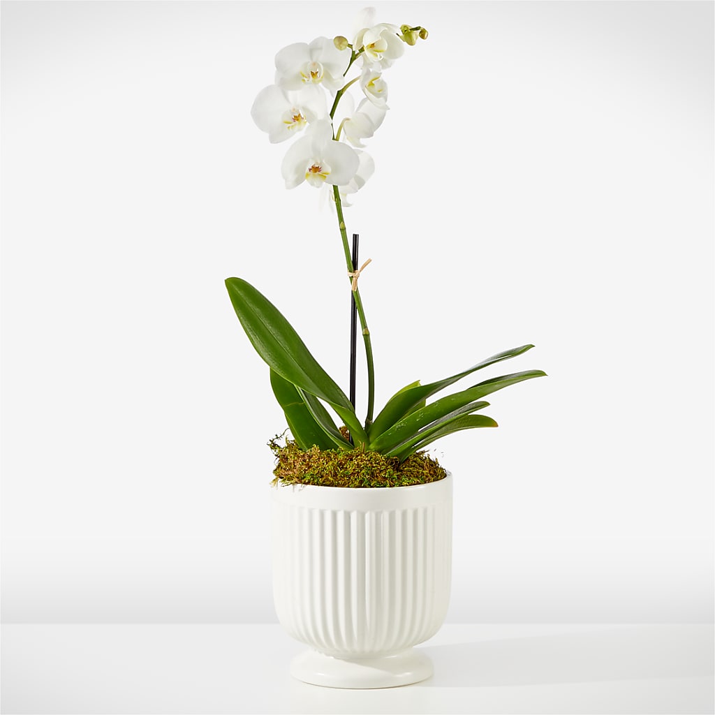 Whispering White Orchid – The Bloom Centre, Houston TX