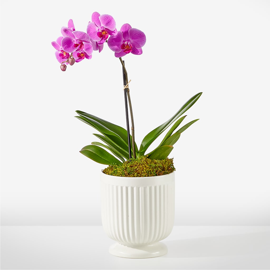 Friendly Fuchsia Orchid – The Bloom Centre, Houston TX