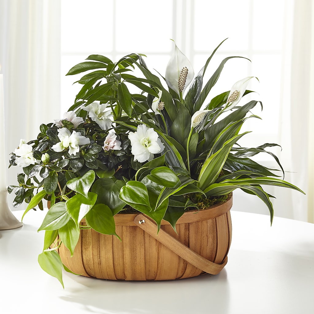 Serene Dishgarden – The Bloom Centre, Houston TX