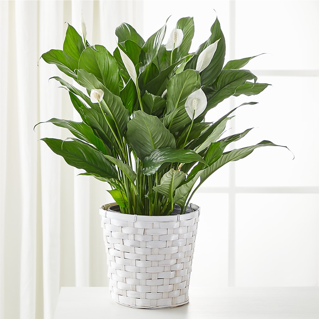 A New Leaf Peace Lily – The Bloom Centre, Houston TX