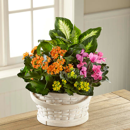Color Crush Dishgarden –  The Bloom Centre, Houston TX