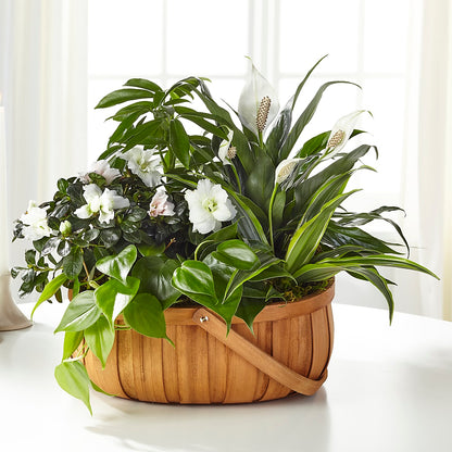 Serene Dishgarden –  The Bloom Centre, Houston TX