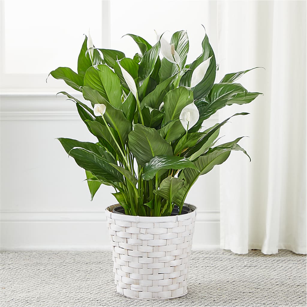 A New Leaf Peace Lily –  The Bloom Centre, Houston TX