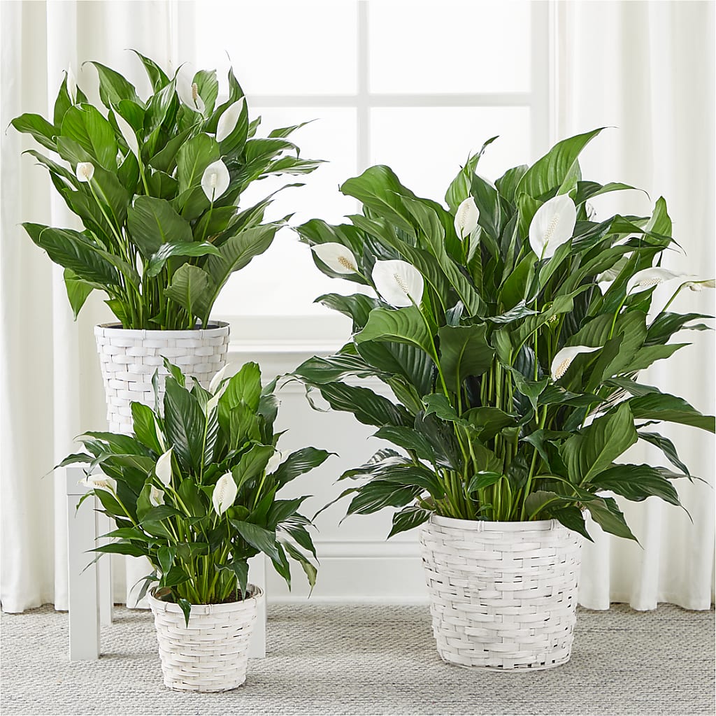 A New Leaf Peace Lily –  The Bloom Centre, Houston TX