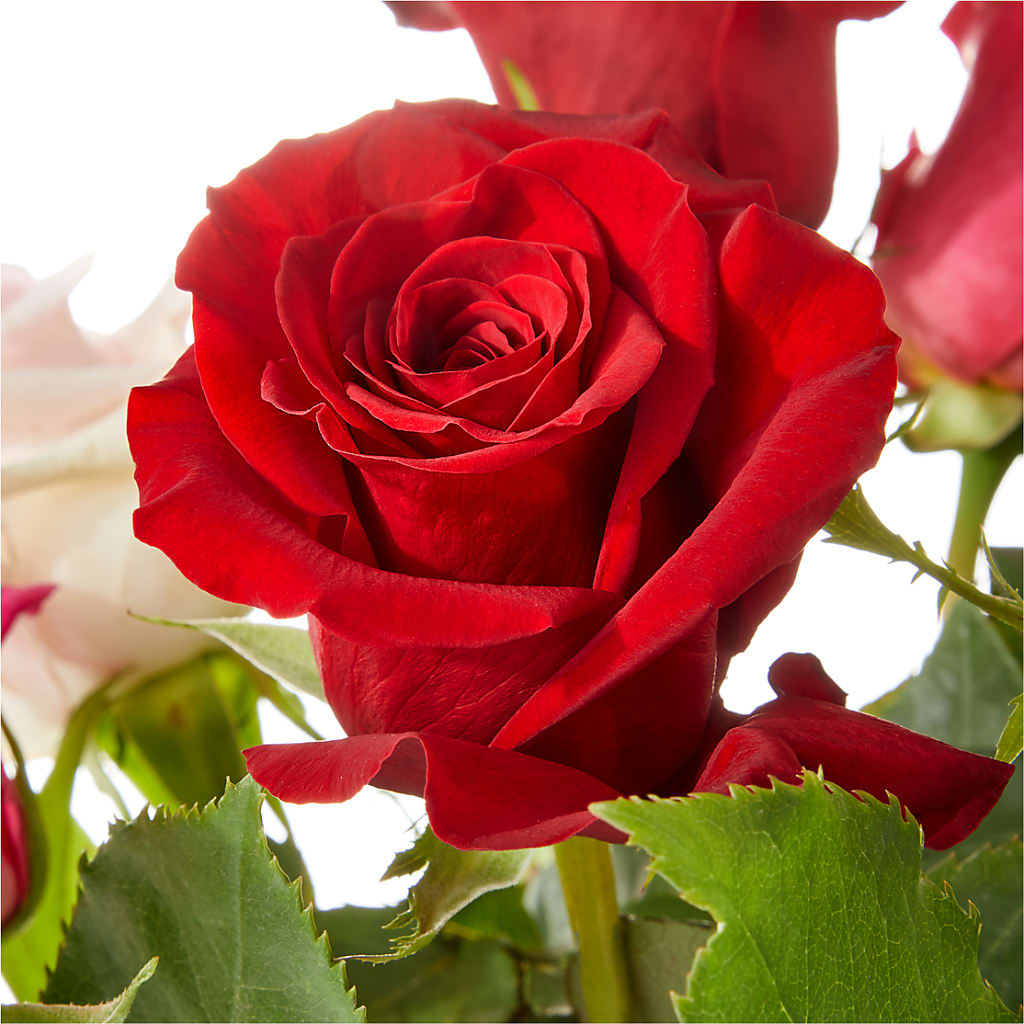 Love Notes Rose Bouquet –  The Bloom Centre, Houston TX